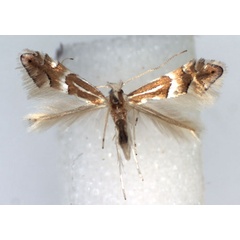 /filer/webapps/moths_gc/media/images/P/persimilis_Phyllonorycter_A_WJDP.jpg