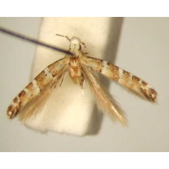 /filer/webapps/moths_gc/media/images/C/catapasta_Spulerina_HT_TMSA6311.jpg