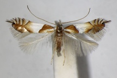 Phyllonorycter roboris