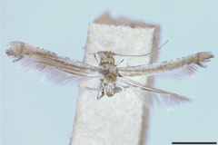 Caloptilia burserella