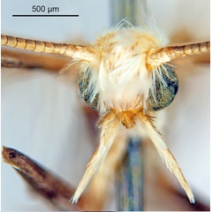 /filer/webapps/moths_gc/media/images/B/breyniphaga_Epicephala_PT2_head1_ANIC.jpg