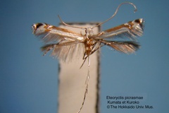 Eteoryctis picrasmae