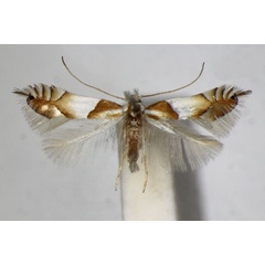 /filer/webapps/moths_gc/media/images/R/roboris_Phyllonorycter_A_ZSM.jpg