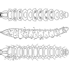 /filer/webapps/moths_gc/media/images/A/ambrosiavora_Atacamaptilia_larva3_Espinoza-Donoso-etal_2022_407.jpg