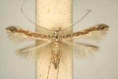Stomphastis crotonis