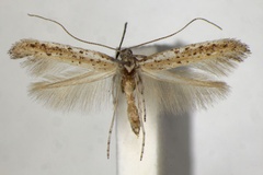 Aspilapteryx anagensis