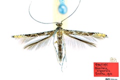 Conopomorpha cramerella