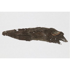 /filer/webapps/moths_gc/media/images/S/stenopterae_Phyllonorycter_mine3_Lu-etal_2025_461.jpg