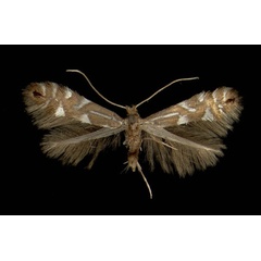 /filer/webapps/moths_gc/media/images/S/strigulatella_Phyllonorycter_A_Wroclaw_11111890_MHNG.jpg
