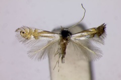 Phyllonorycter subaureola
