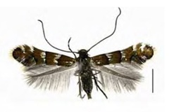 Chrysaster hagicola