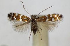 Phyllonorycter insignitella