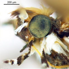 /filer/webapps/moths_gc/media/images/P/pinnatae_Liocrobyla_HT_head2_ANIC.jpg