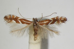 Phyllonorycter cerasicolella