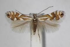 Phyllonorycter alpina