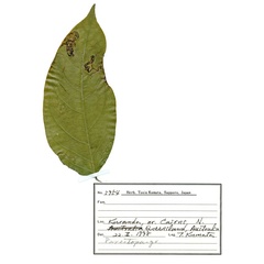 /filer/webapps/moths_gc/media/images/D/djabu_Diphtheroptila_HT_host-plant_ANIC.jpg