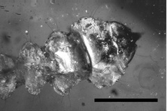 Phyllocnistis cretacea