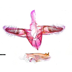 /filer/webapps/moths_gc/media/images/G/glochidia_Diphtheroptila_PT9_GM_ANIC.jpg