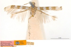 Acrocercops tetrachorda
