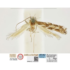 /filer/webapps/moths_gc/media/images/A/antimacha_Acrocercops_HT_BMNH_1404928.jpg