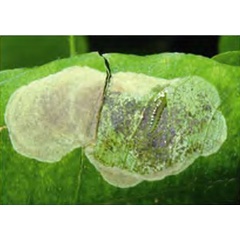 /filer/webapps/moths_gc/media/images/H/hagicola_Chrysaster_Larva_Liu-et-al_2015_948.jpg