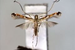 Chrysocercops malayana