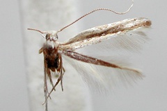 Cuphodes melanostola