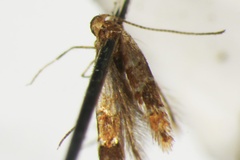 Phyllonorycter iriphanes