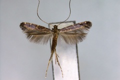 Phodoryctis stephaniae