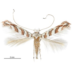 /filer/webapps/moths_gc/media/images/C/cretaceella_Cameraria_A_Eiseman-et-Davis_2020_208.jpg