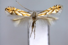 Phyllonorycter nigristella