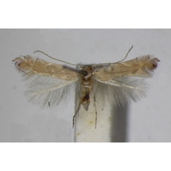 /filer/webapps/moths_gc/media/images/D/delitella_Phyllonorycter_A_ZSM_3.jpg