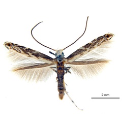/filer/webapps/moths_gc/media/images/P/philippa_Epicephala_PT8_ANIC.jpg