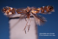 Phyllonorycter aino