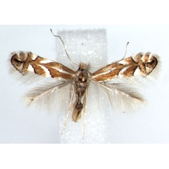 /filer/webapps/moths_gc/media/images/C/cerasicolella_Phyllonorycter_A_WJDP_02.jpg