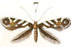 Parectopa ononiella