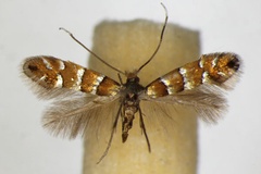 Phyllonorycter klemannella