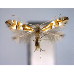 /filer/webapps/moths_gc/media/images/W/watanabei_Phyllonorycter_A_EIHU.jpg