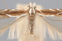 Cameraria arizonella