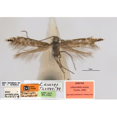 /filer/webapps/moths_gc/media/images/A/acares_Aristaea_ST1_ANIC_dyv3dLu.jpg