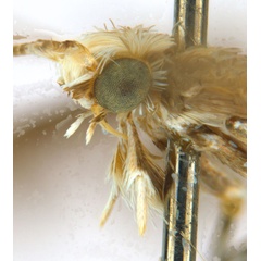 /filer/webapps/moths_gc/media/images/C/cornuta_Diphtheroptilia_PT1_head2_ANIC.jpg