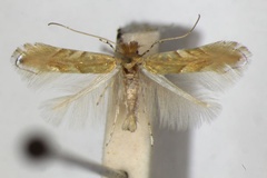 Phyllonorycter extincta
