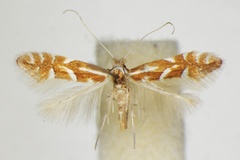Phyllonorycter monspessulanella