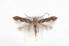 Phyllonorycter grewiaecola