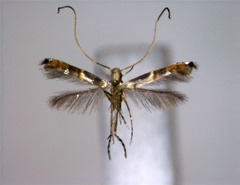/filer/webapps/moths_gc/media/images/P/pectinata_Chrysocercops_PT_EIHU.jpg