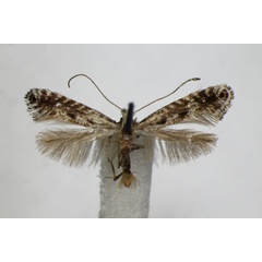 /filer/webapps/moths_gc/media/images/S/sauberiella_Parornix_A_ZSM_2.jpg