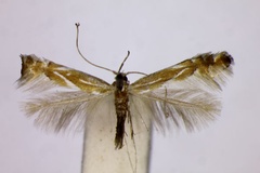 Phyllonorycter basistrigella
