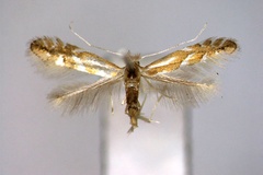 Phyllonorycter salictella