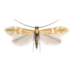 /filer/webapps/moths_gc/media/images/B/berberidella_Phyllonorycter_PT_Nunes-etal_2026_142.jpg