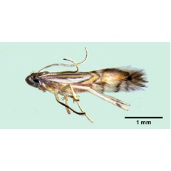 /filer/webapps/moths_gc/media/images/H/hyperpersea_Phyllocnistis_A_Lomeli-etal_2026_1.jpg